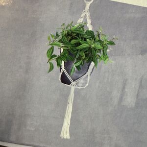 Belavi 2 Piece Macrame Plant Hanger Beige 36" for 4-6" Pots New In Box